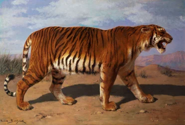 Tigre en chasse